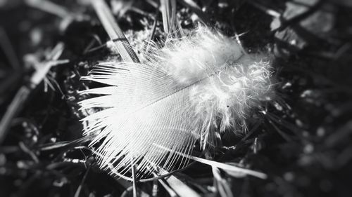 Close-up of dandelion