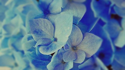 Close-up of purple flowers