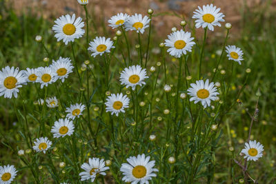 Close-up of white daisy flowers on field