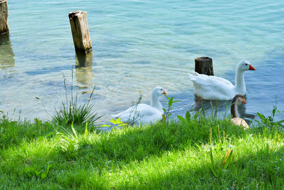 Swans on wooden post in lake
