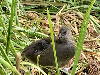 View of a bird in nest