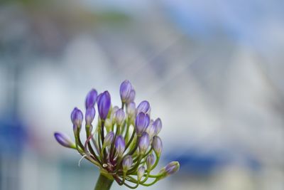 Close-up of purple flowering plant