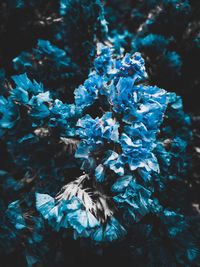 Close-up of snow on plant