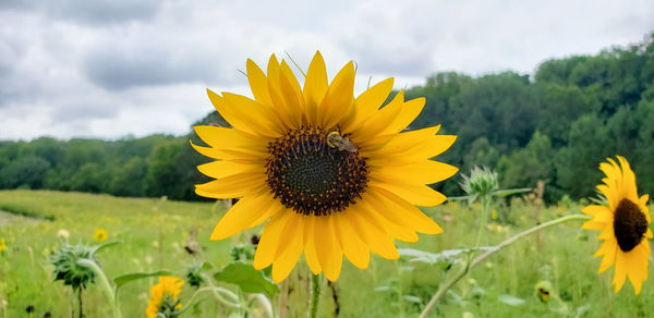 Close-up of sunflower on field against cloudy sky