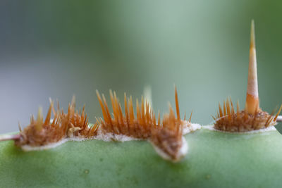 Close-up of a cactus