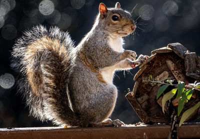 Close-up of squirrel