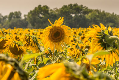 Close-up of yellow flowering plant on field