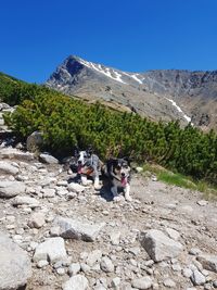 View of a sheep on a mountain