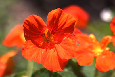 Close-up of red flowering plant