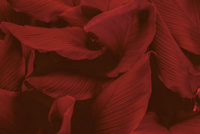 Full frame shot of red flowering plant