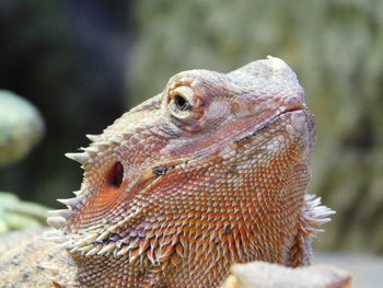 Close-up of a lizard