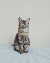 Cat looking away on bed by wall at home