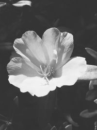 Close-up of flowering plant