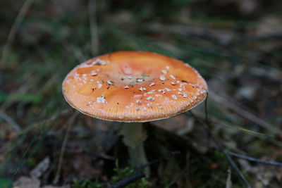 Close-up of mushroom growing on field at forest