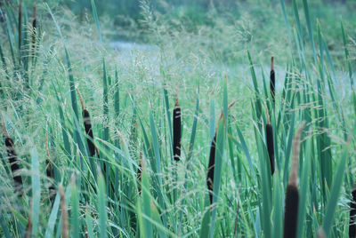 Close-up of wheat on field