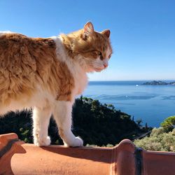 View of a cat standing on the beach