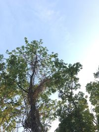 Low angle view of trees against clear blue sky