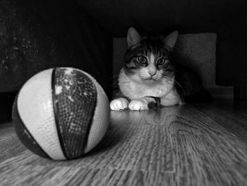Portrait of cat with ball on floor