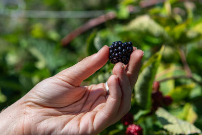 Close-up of hand holding strawberry