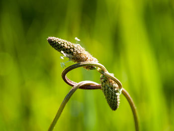 Close-up of plants