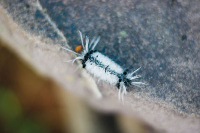 Close-up of spider