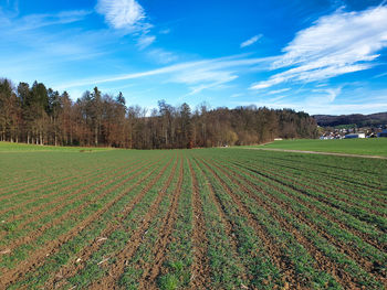 Scenic view of agricultural field against sky