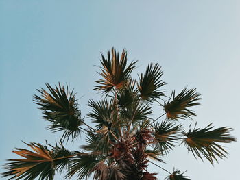 Low angle view of tree against clear sky