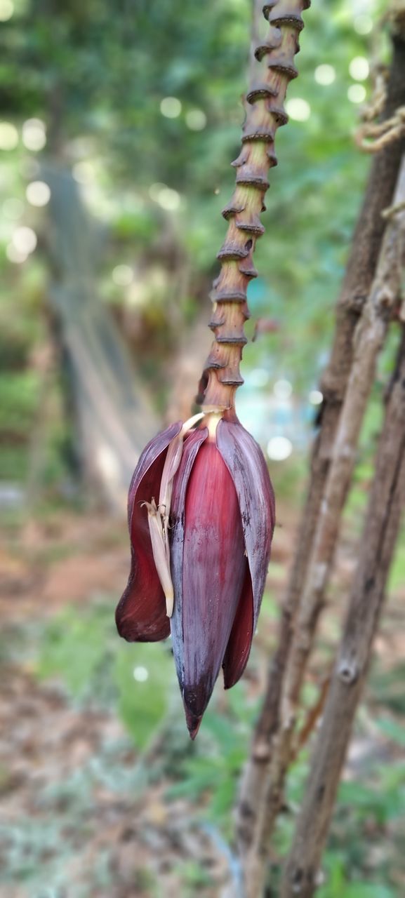 flower, nature, focus on foreground, leaf, plant, animal, branch, no people, animal themes, animal wildlife, close-up, tree, day, one animal, wildlife, outdoors, macro photography, beauty in nature