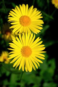 Close-up of yellow flower blooming outdoors