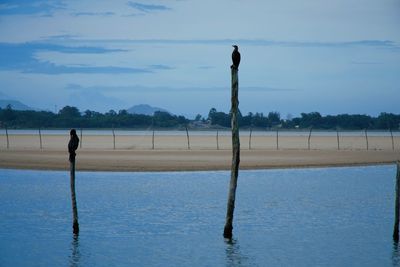 Bird standing on wooden post against sky