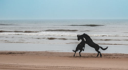 Full length of a horse on beach