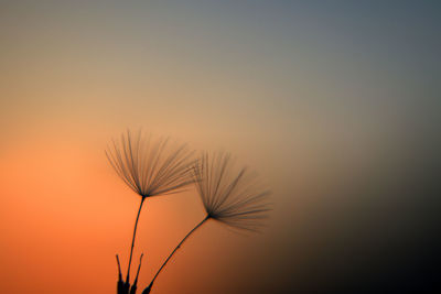 Close-up of silhouette plant against clear sky during sunset