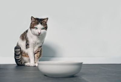 Portrait of cat sitting on table