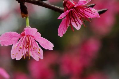 Close-up of pink flowers blooming outdoors