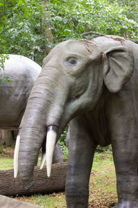 Close-up of elephant on field