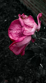 Close-up of pink rose