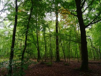 Trees growing in forest