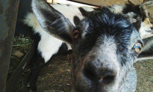 Close-up of horse