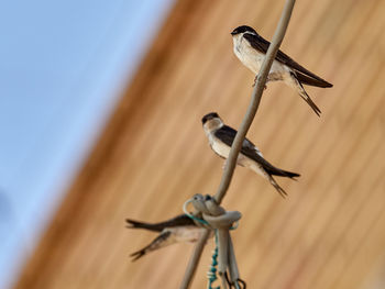 House martin, delichon urbicum, perched on some cables, in the town of bellus, spain