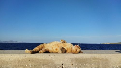 Lazy cat, who lays in front of the sea