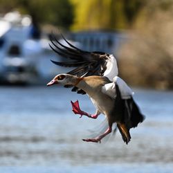 Close-up of bird flying over lake