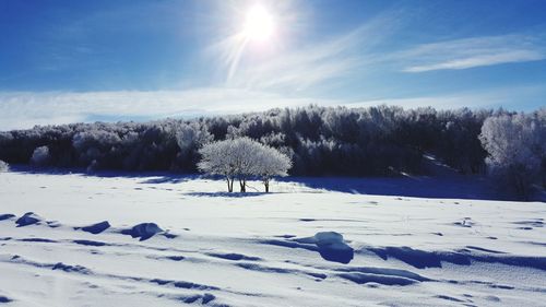 Trees on snow covered landscape against sky