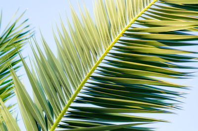 Close-up of palm leaves