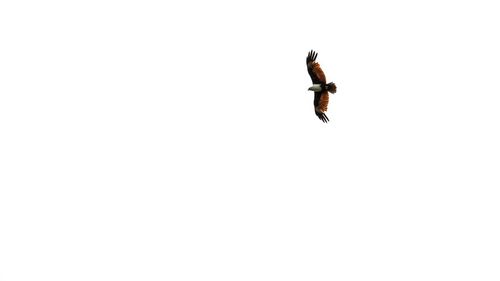 Low angle view of bird flying against clear sky