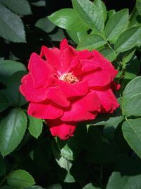 Close-up of pink flower