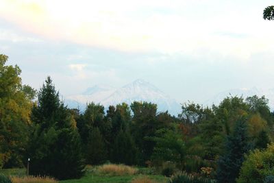 Trees on landscape against mountain range