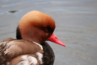 Close-up of duck swimming in lake