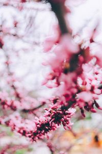 Close-up of pink flower