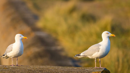 Seagull perching on a land