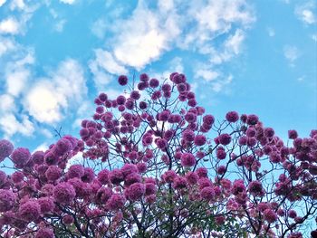 Low angle view of pink flowers blooming on tree against sky